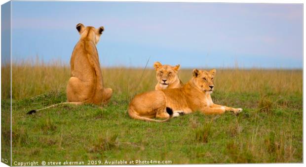 Three lions relaxing at dusk.                      Canvas Print by steve akerman