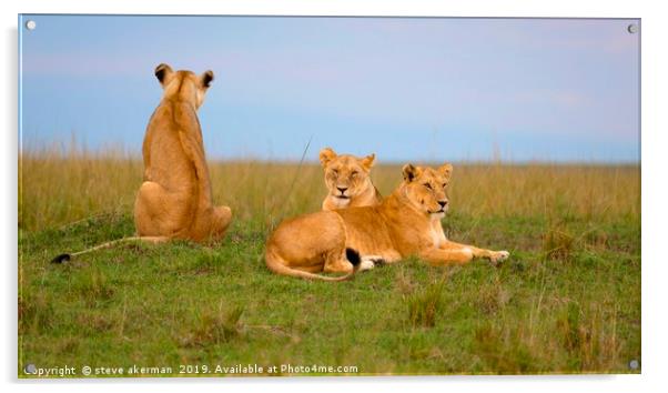 Three lions relaxing at dusk.                      Acrylic by steve akerman
