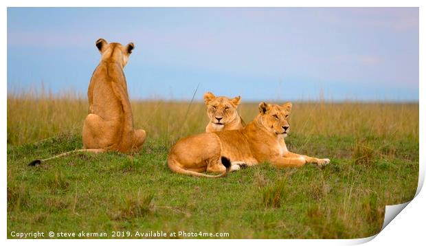Three lions relaxing at dusk.                      Print by steve akerman