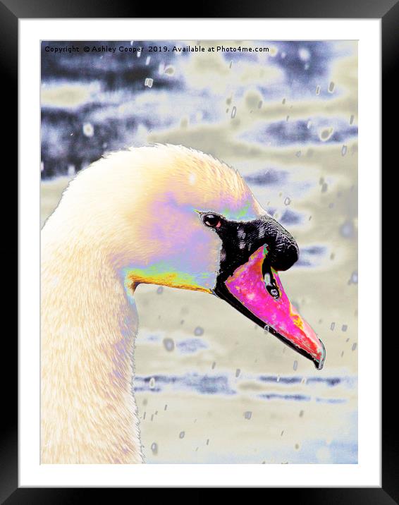 Snow swan. Framed Mounted Print by Ashley Cooper