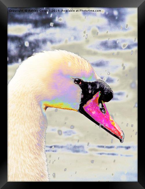 Snow swan. Framed Print by Ashley Cooper