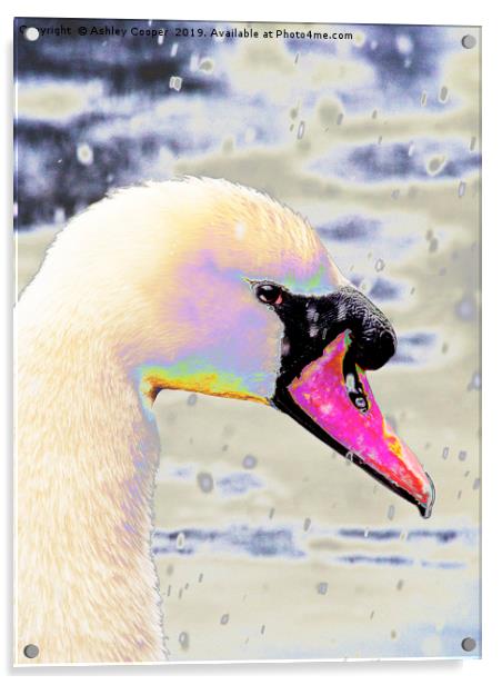 Snow swan. Acrylic by Ashley Cooper