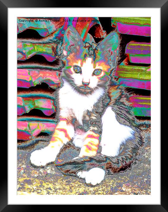 Kitten. Framed Mounted Print by Ashley Cooper