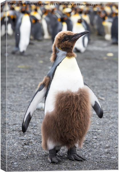 King Penguin. Canvas Print by Ashley Cooper