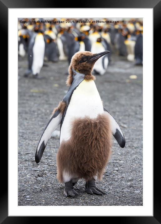 King Penguin. Framed Mounted Print by Ashley Cooper