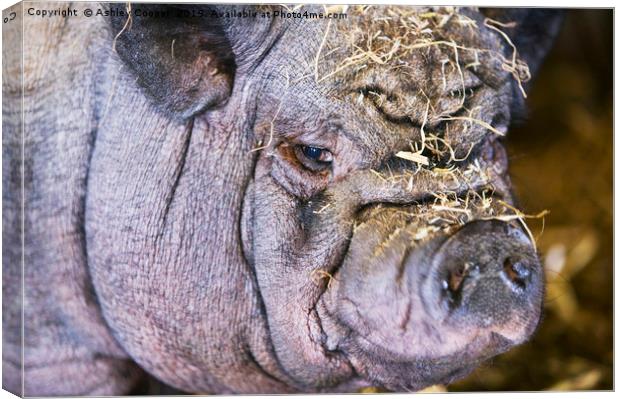  Pig ugly. Canvas Print by Ashley Cooper