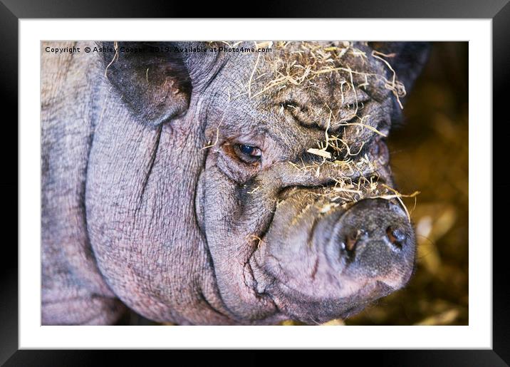  Pig ugly. Framed Mounted Print by Ashley Cooper