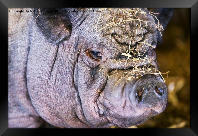  Pig ugly. Framed Print by Ashley Cooper