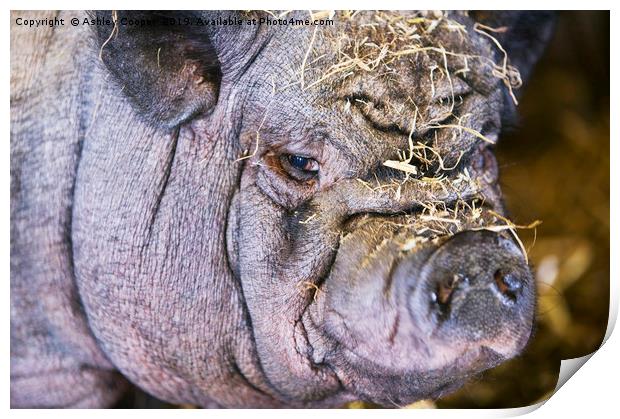  Pig ugly. Print by Ashley Cooper