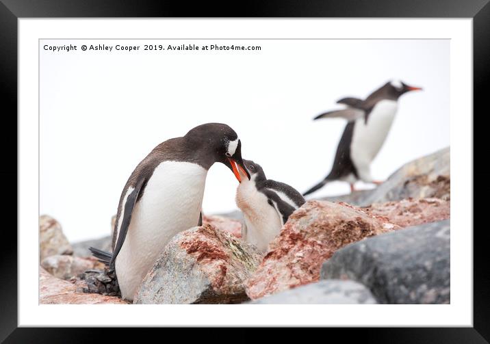 Penguin lunch. Framed Mounted Print by Ashley Cooper