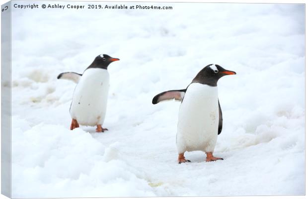 Penguin highway. Canvas Print by Ashley Cooper