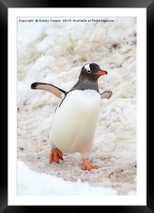 Penguin walk. Framed Mounted Print by Ashley Cooper