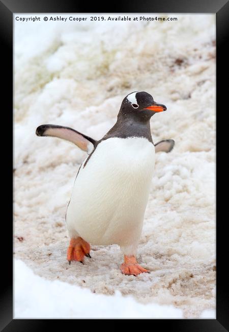 Penguin walk. Framed Print by Ashley Cooper
