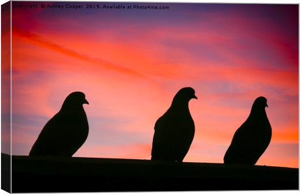 Pigeon sunset. Canvas Print by Ashley Cooper