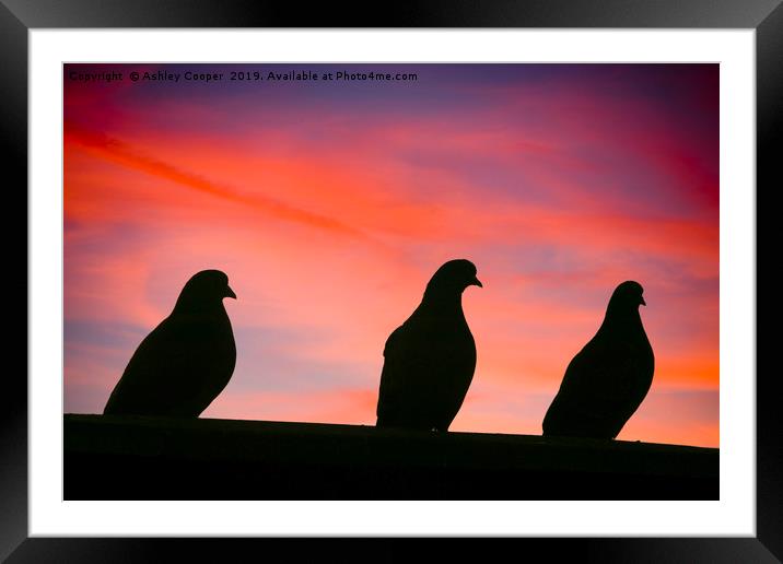 Pigeon sunset. Framed Mounted Print by Ashley Cooper