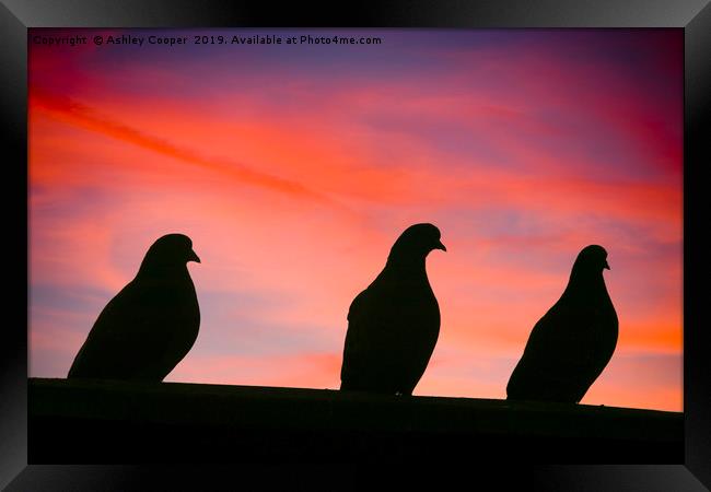 Pigeon sunset. Framed Print by Ashley Cooper