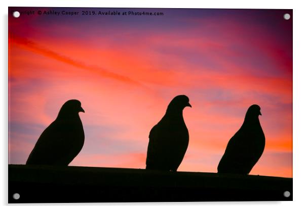 Pigeon sunset. Acrylic by Ashley Cooper
