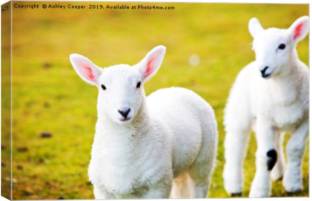 Lambs Canvas Print by Ashley Cooper