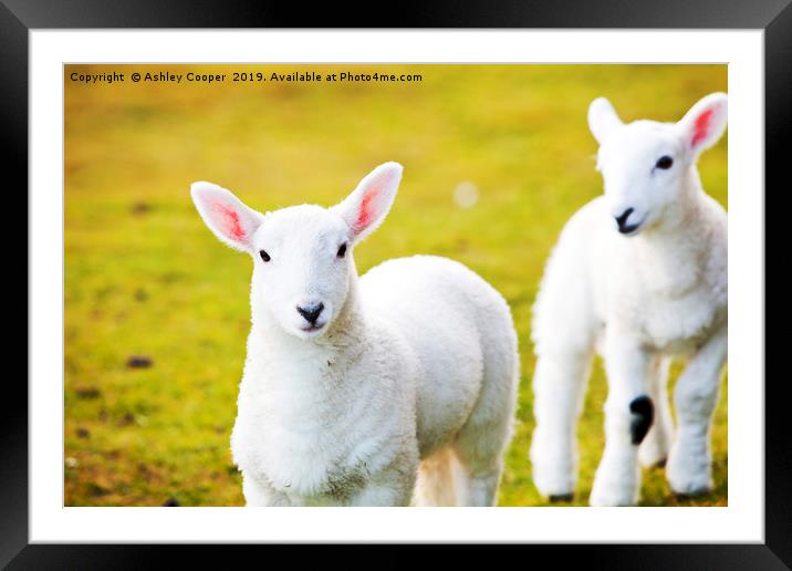 Lambs Framed Mounted Print by Ashley Cooper