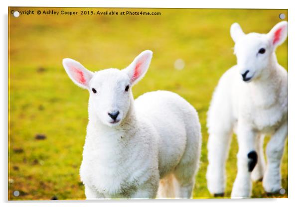 Lambs Acrylic by Ashley Cooper