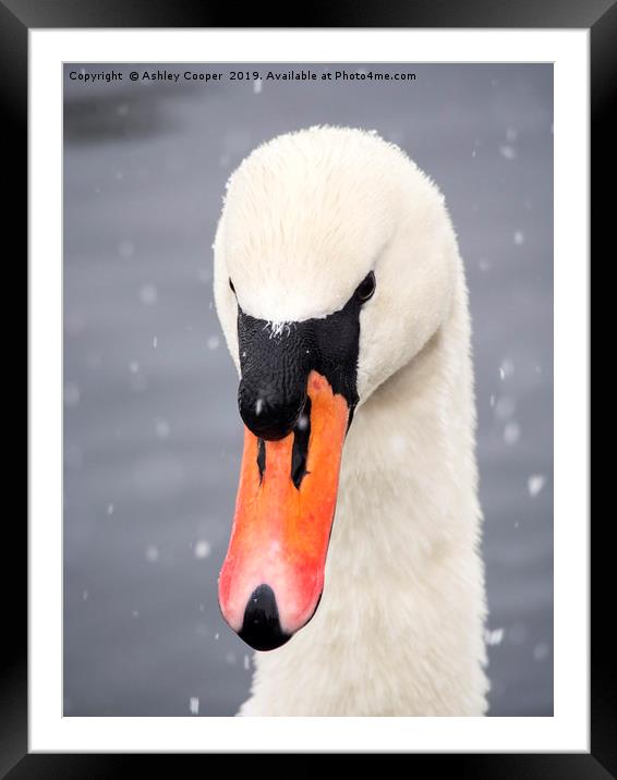 Swan song. Framed Mounted Print by Ashley Cooper