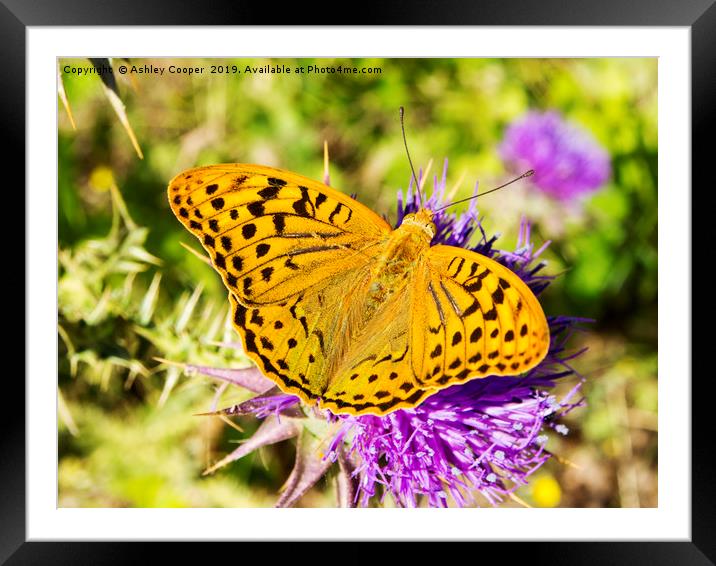 Golden wings. Framed Mounted Print by Ashley Cooper