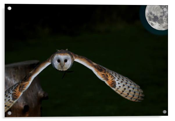 Barn Owl (night shift) Acrylic by David Borrill