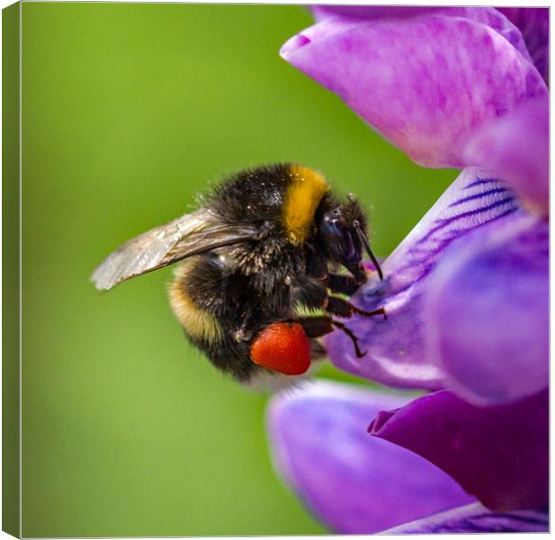 Bumblebee on a Lupin flower head.  Canvas Print by Ian Taylor