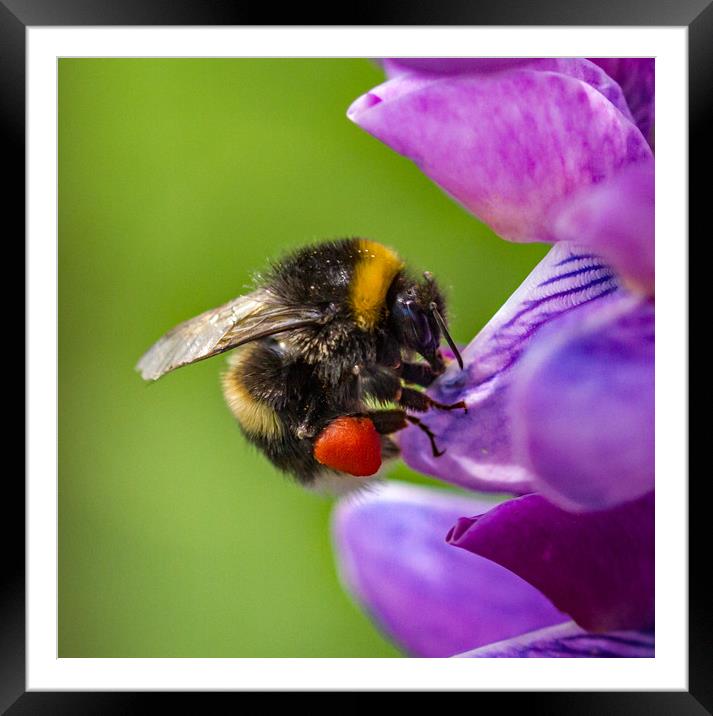 Bumblebee on a Lupin flower head.  Framed Mounted Print by Ian Taylor