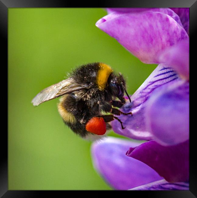 Bumblebee on a Lupin flower head.  Framed Print by Ian Taylor