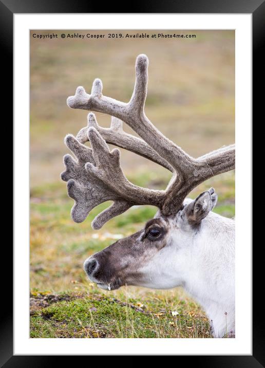 Antlers. Framed Mounted Print by Ashley Cooper