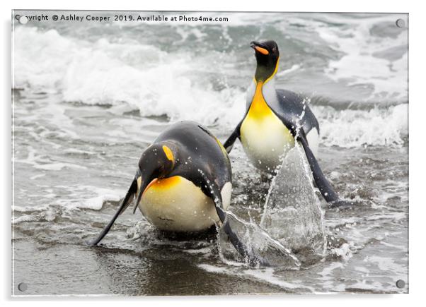 Penguin landing. Acrylic by Ashley Cooper