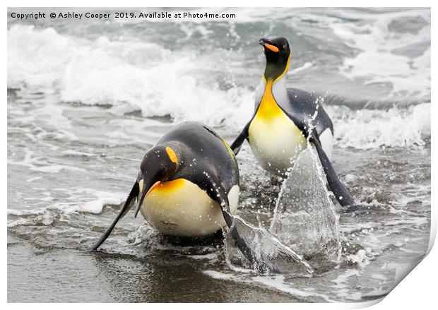 Penguin landing. Print by Ashley Cooper