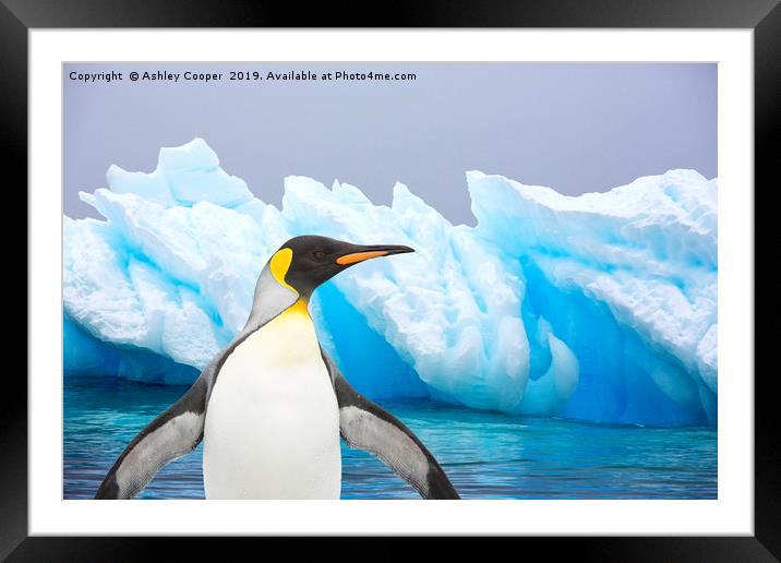 Penguin iceberg Framed Mounted Print by Ashley Cooper