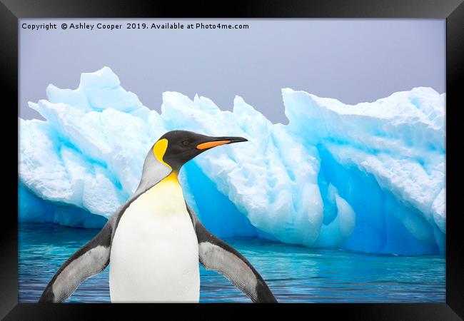 Penguin iceberg Framed Print by Ashley Cooper