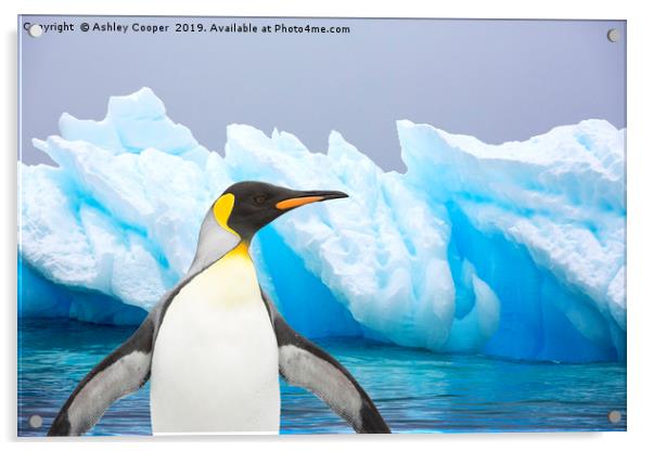 Penguin iceberg Acrylic by Ashley Cooper