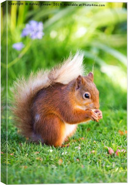 Red Squirrel Canvas Print by Ashley Cooper