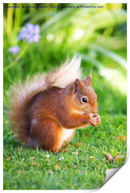 Red Squirrel Print by Ashley Cooper