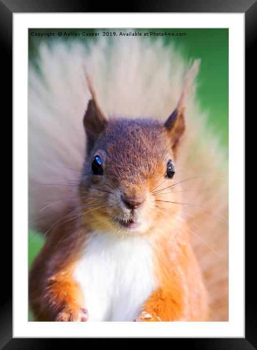 Squirrel eyes Framed Mounted Print by Ashley Cooper