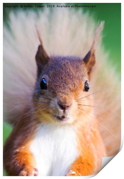 Squirrel eyes Print by Ashley Cooper