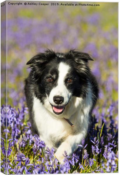 Border Collie Canvas Print by Ashley Cooper