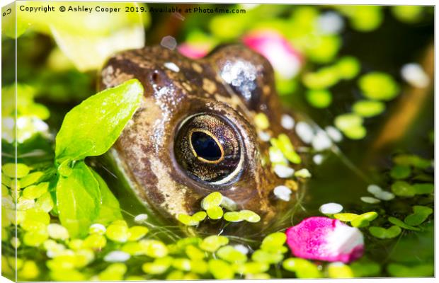 Frog eyes. Canvas Print by Ashley Cooper