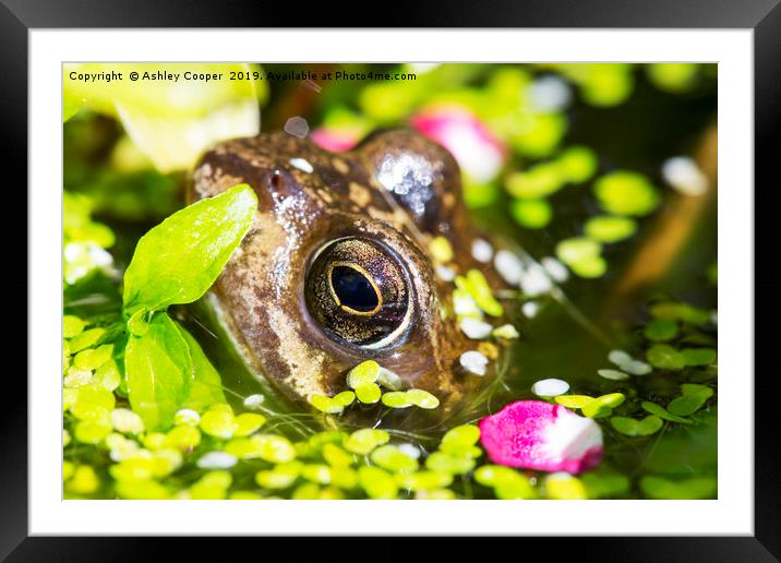 Frog eyes. Framed Mounted Print by Ashley Cooper