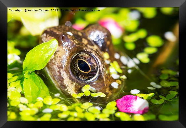 Frog eyes. Framed Print by Ashley Cooper