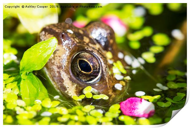 Frog eyes. Print by Ashley Cooper