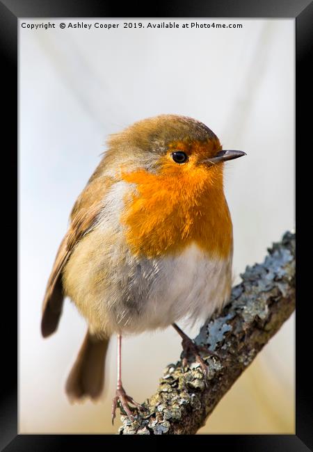 Red Breast Framed Print by Ashley Cooper