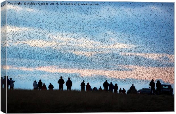 Murmuration. Canvas Print by Ashley Cooper