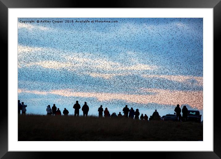 Murmuration. Framed Mounted Print by Ashley Cooper