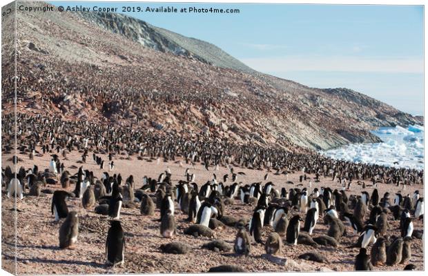 Adelie Penguin colony. Canvas Print by Ashley Cooper