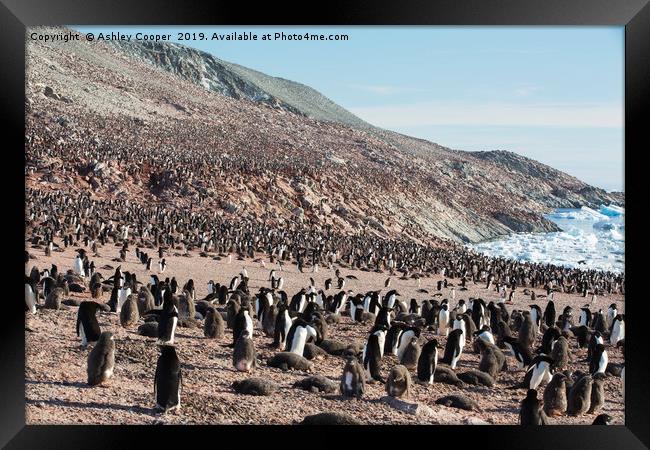 Adelie Penguin colony. Framed Print by Ashley Cooper